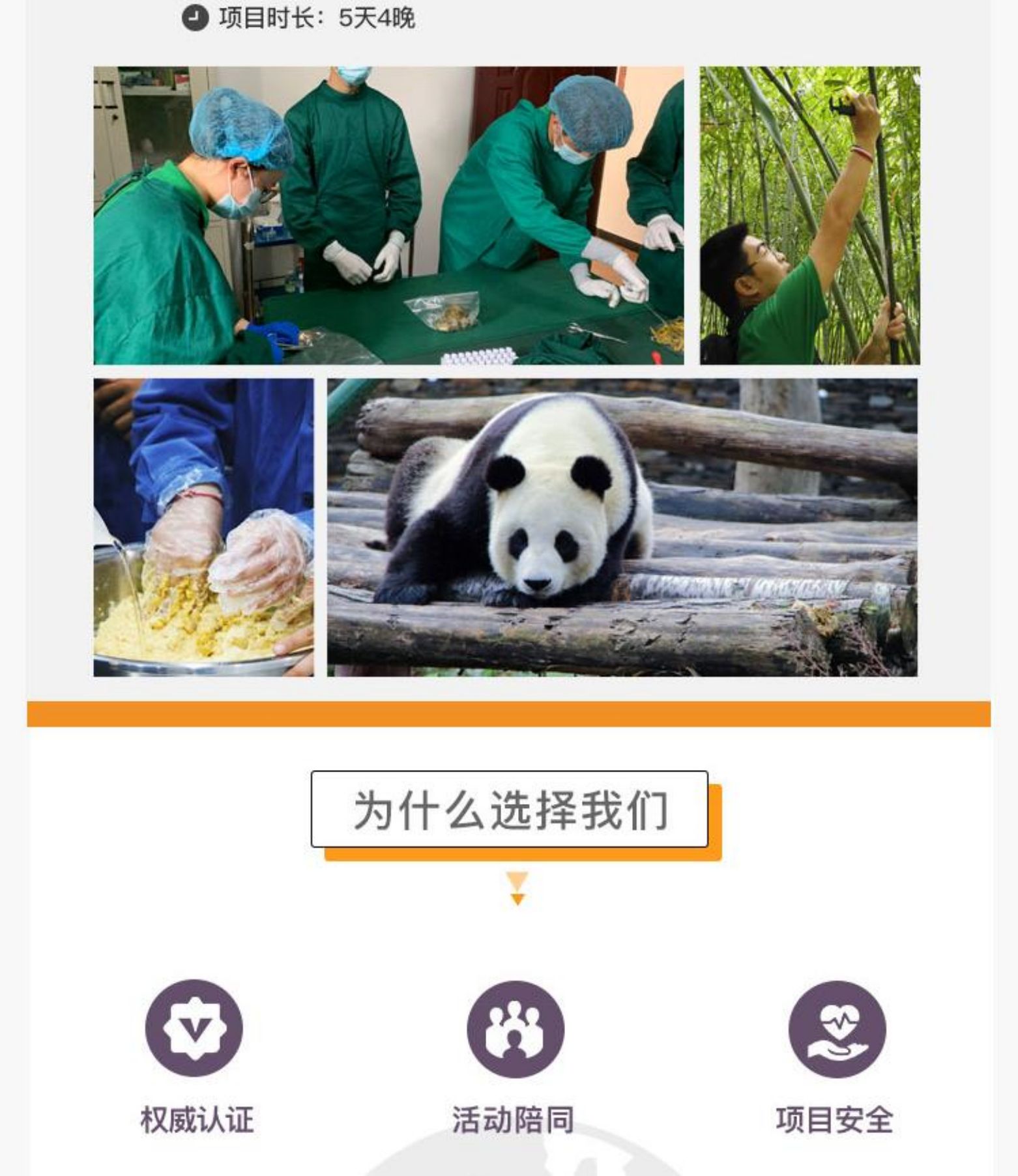 四川成都5天4晚，亲自喂食、照顾萌炸天的大熊猫！是怎样一种神仙工作？