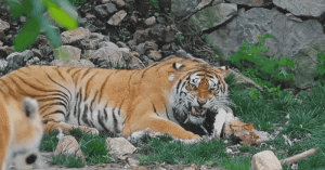 暑假招募·湖南长沙 | 动物保育，我们一直在行动！