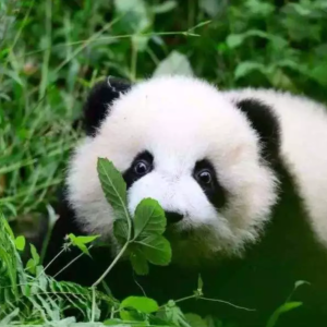 五一&暑假招募 | 四川成都与大熊猫亲密接触，...