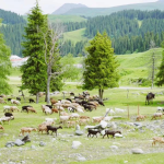 香格里拉 | 仅此两期！同孩子们一起奔赴“心中的日月”