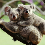 澳大利亚8天6晚去墨尔本做国际义工！看沙漠海滩、山川奇石、珍稀动物