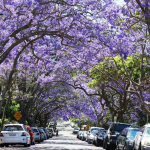 澳大利亚8天6晚去墨尔本做国际义工！看沙漠海滩、山川奇石、珍稀动物
