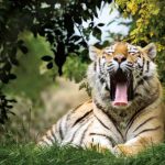 湖南长沙5天4晚，动物保育，我们一直在行动！