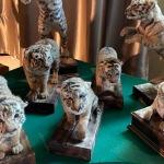 湖南长沙5天4晚，动物保育，我们一直在行动！