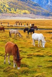 寒假招募 · 新疆伊犁丨 在雪国北疆，许孩子们一场...