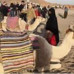 寒假招募 · 埃及 | 去一生必去旅行目的地，赴一场跨越千年的古今穿越