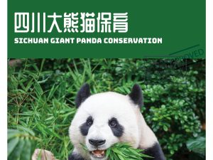 四川成都5天4晚，亲自喂食、照顾萌炸天的大熊猫！...